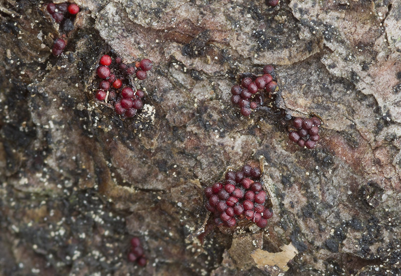 Nectria fuckeliana